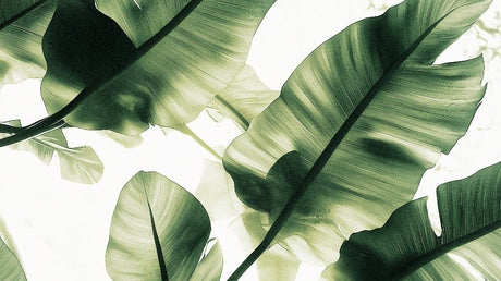 Banana leaf wallpaper design file showing detailed botanical pattern in rich emerald green