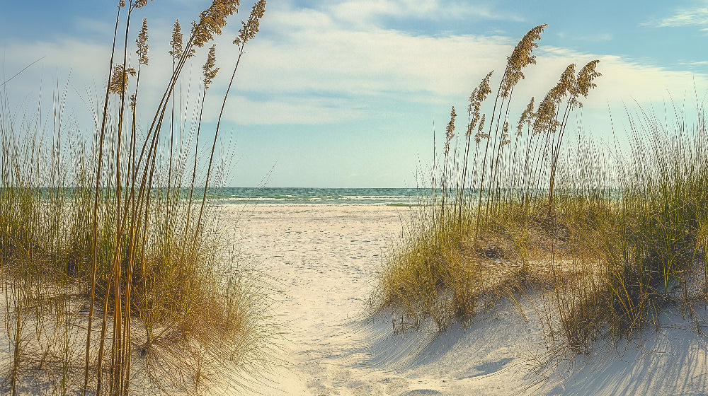 Beach mural wallpaper design file showing detailed sand dunes and sea grass pattern