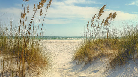 Beach mural wallpaper design file showing detailed sand dunes and sea grass pattern