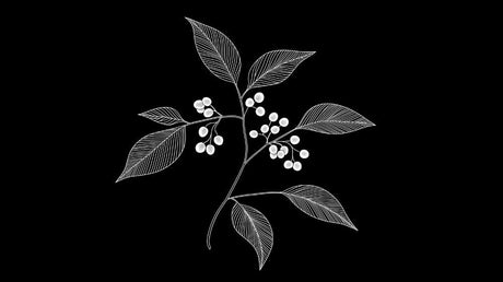 Botanical line art berries and leaves wallpaper design file showing intricate black and white pattern