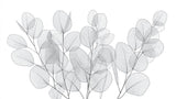 Transparent eucalyptus leaves design file showing delicate gray botanical pattern on white background