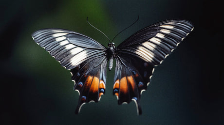 Butterfly wing macro pattern design file showing detailed black and orange wing texture