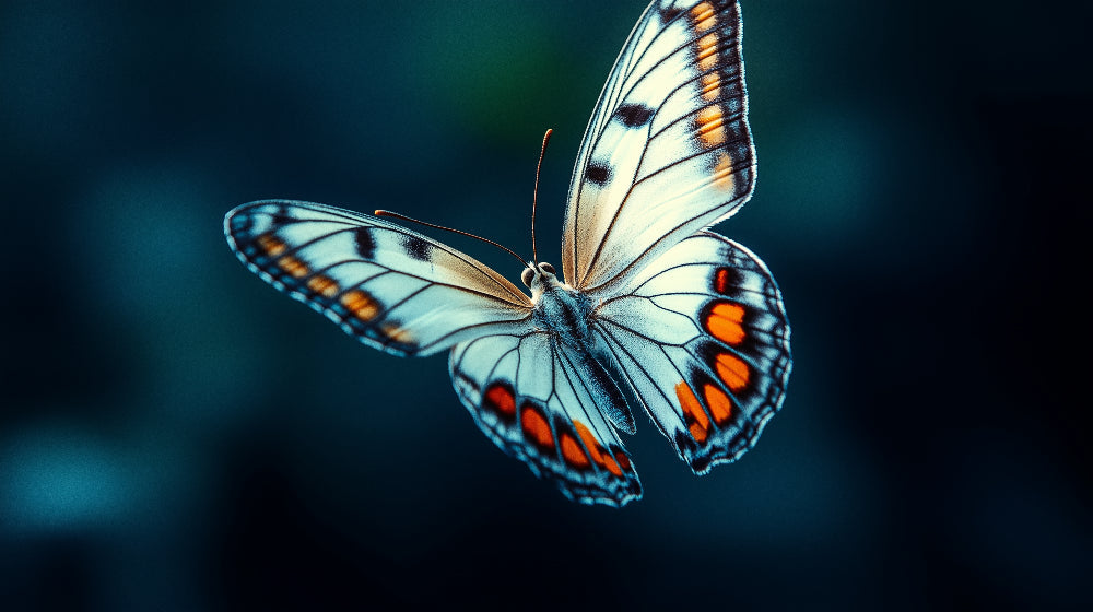 Butterfly wallpaper design file showing detailed wing pattern in blue and orange tones