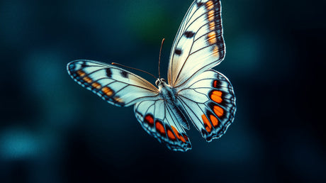 Butterfly wallpaper design file showing detailed wing pattern in blue and orange tones