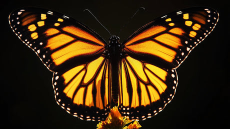 Monarch butterfly design file with intricate wing patterns on black background