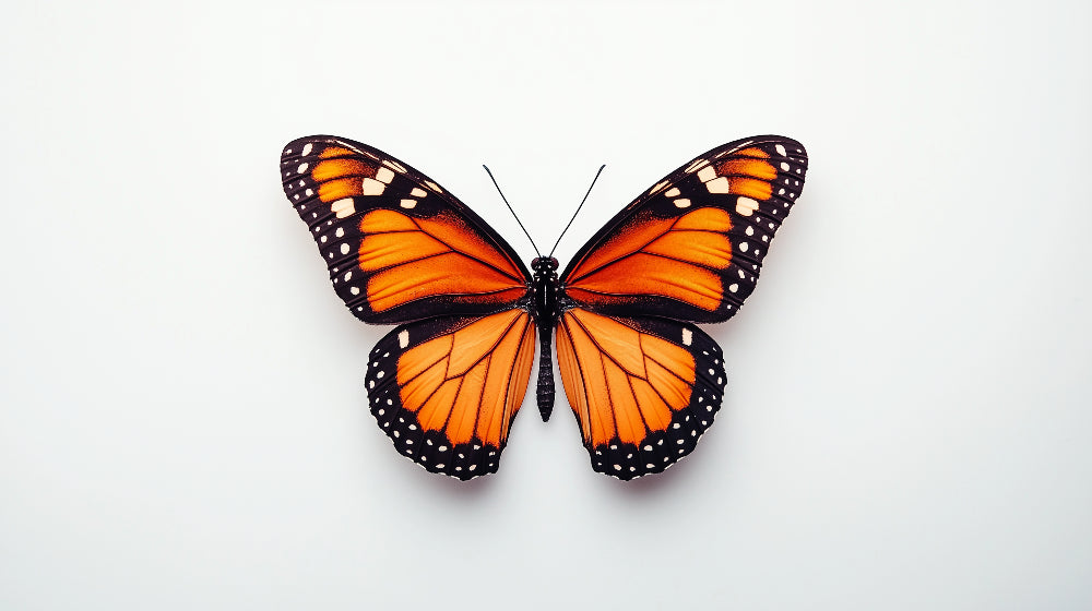 Monarch Butterfly design file showing detailed orange and black wing pattern on white background
