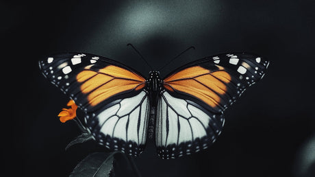 Monarch butterfly wallpaper design file showing detailed wing patterns on dark background