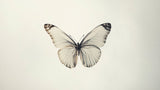 Monochrome Butterfly Wallpaper design file showing intricate wing patterns in beige and black tones