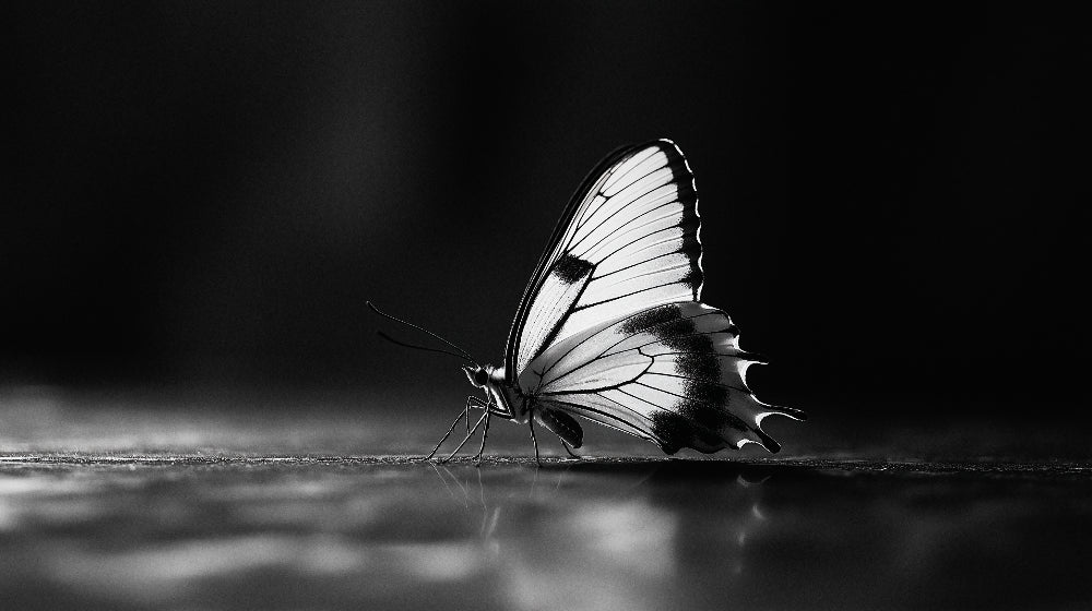 Monochrome butterfly design file showing intricate wing detail and nature photography composition