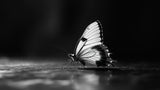 Monochrome butterfly design file showing intricate wing detail and nature photography composition