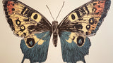 Butterfly wallpaper design file showing detailed vintage nature illustration pattern