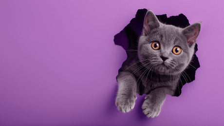 Cat wall mural design file showing detailed 3D breaking through effect with realistic fur texture