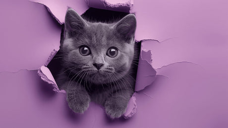 3D grey kitten breaking through purple wall design file, showing detailed fur texture and realistic effect