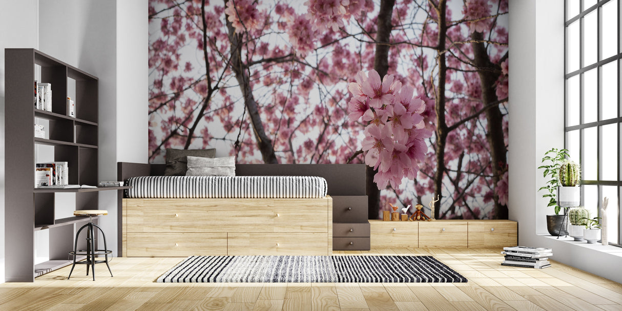 Sakura tree wallpaper in a zen meditation room with soft lighting