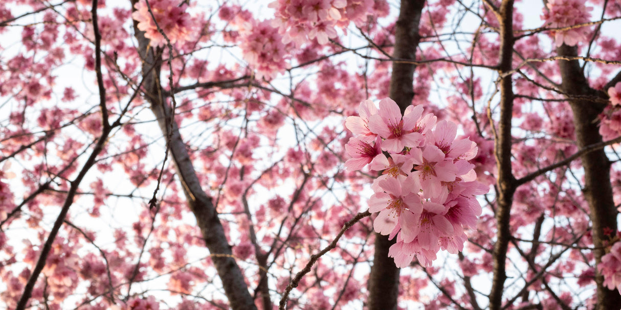 Cherry blossom design file showing detailed pink sakura flowers and branches pattern