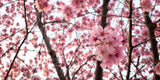 Cherry blossom design file showing detailed pink sakura flowers and branches pattern