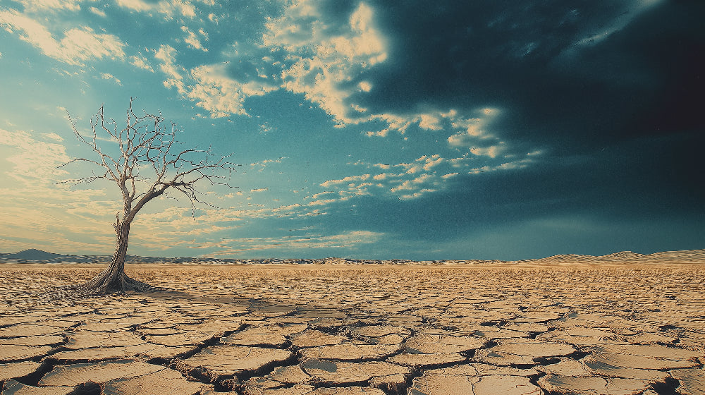 Desert tree wallpaper design file showing detailed pattern of lone tree against dramatic turquoise sky