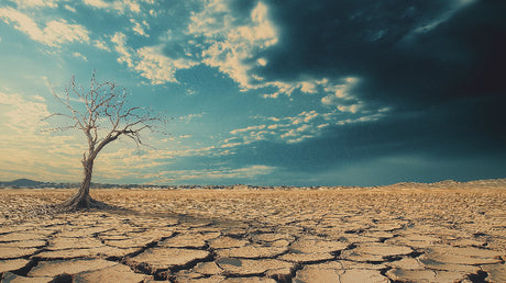 Desert tree wallpaper design file showing detailed pattern of lone tree against dramatic turquoise sky