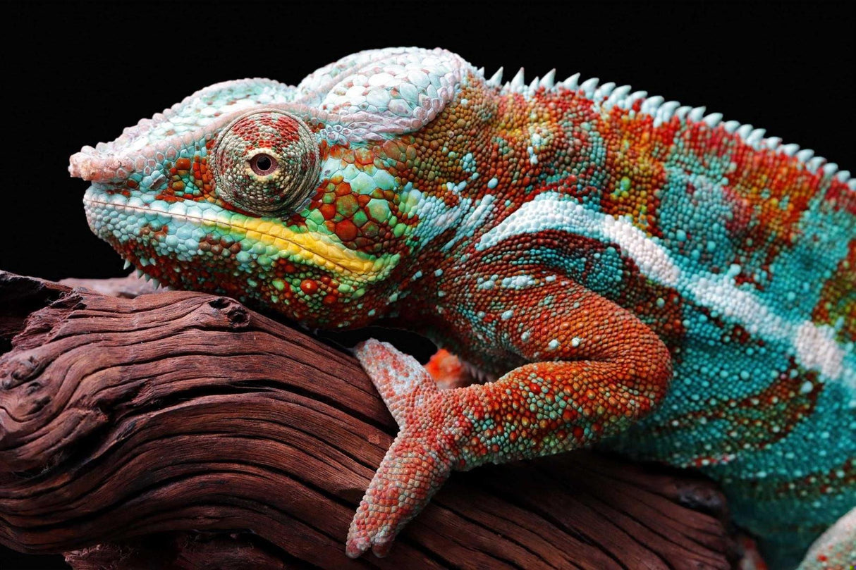 Colorful Chameleon wallpaper design file showing intricate scales and vivid color details