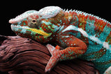 Colorful Chameleon wallpaper design file showing intricate scales and vivid color details