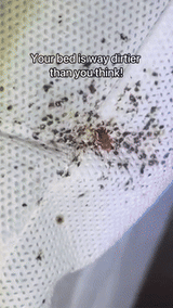 UV Dust Mite Vacuum Cleaner  13KPa Ultrasonic Deep Cleaning - Detailed view