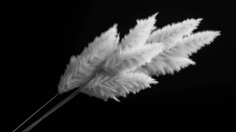 Monochrome pampas grass design file showing intricate feather pattern detail and rich black background