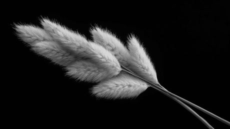 Black and white pampas grass wallpaper design file showing detailed feather pattern