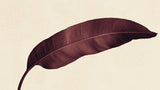 Large burgundy feather design file showing intricate botanical pattern on beige background