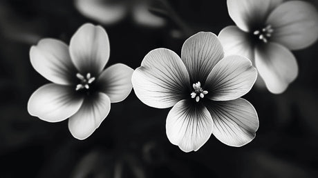 Black and white botanical wallpaper design file showing detailed flower photography pattern