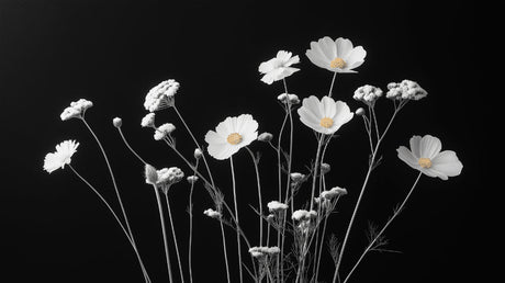 Black and white cosmos floral wallpaper design file showing detailed flower pattern and rich contrast