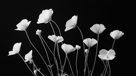 Black and white poppy design file showing detailed flower pattern and rich contrast