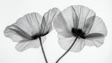 Black and white poppy X-ray wallpaper design file showing intricate floral details and patterns