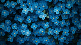 Blue Forget-Me-Not floral wallpaper design file showing detailed pattern and true colors
