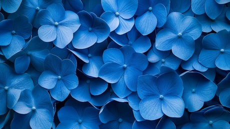 Blue Hydrangea floral wallpaper design file showing detailed bloom pattern and texture
