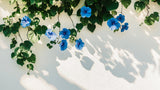 Morning Glory wallpaper design file showing detailed blue blooms and natural shadow effects