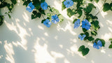 Morning Glory flower wallpaper design file showing detailed blue blooms and shadow effects