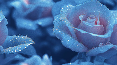 Blue rose wallpaper design file showing detailed macro photography of morning dew on petals