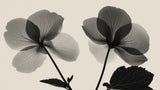Black and white Begonia X-ray design file showing intricate floral pattern and transparent petal details