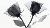 Monochrome rose x-ray design file showing intricate petal details and artistic composition