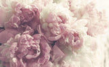 Pink Peony Wallpaper design file showing intricate bloom details and natural color gradients