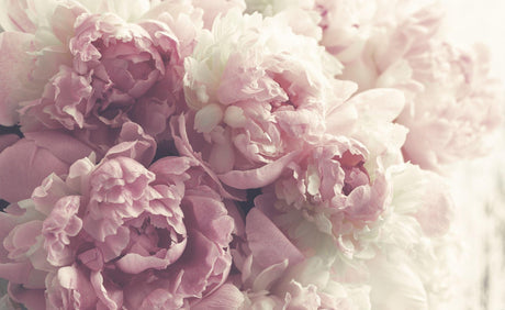 Pink Peony Wallpaper design file showing intricate bloom details and natural color gradients