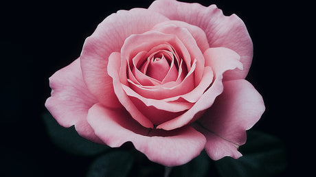 Pink rose macro design file showing intricate petal details on black background