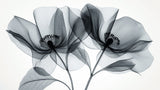 Black and white floral wallpaper design file showing detailed x-ray style botanical pattern