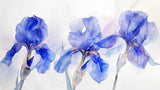 Blue iris watercolor wallpaper design file showing detailed flower pattern and soft color transitions