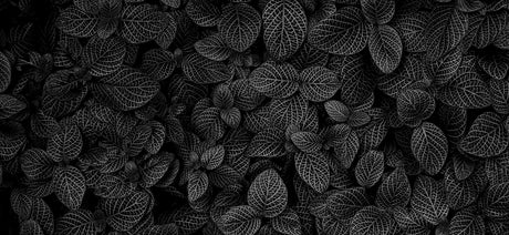 Black and white leaf pattern wallpaper design file showing intricate botanical details