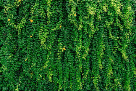 Cascading green vine wallpaper design file showing detailed botanical pattern
