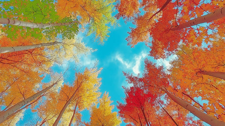 Autumn forest canopy wallpaper design file showing detailed tree branches and vibrant fall colors against blue sky
