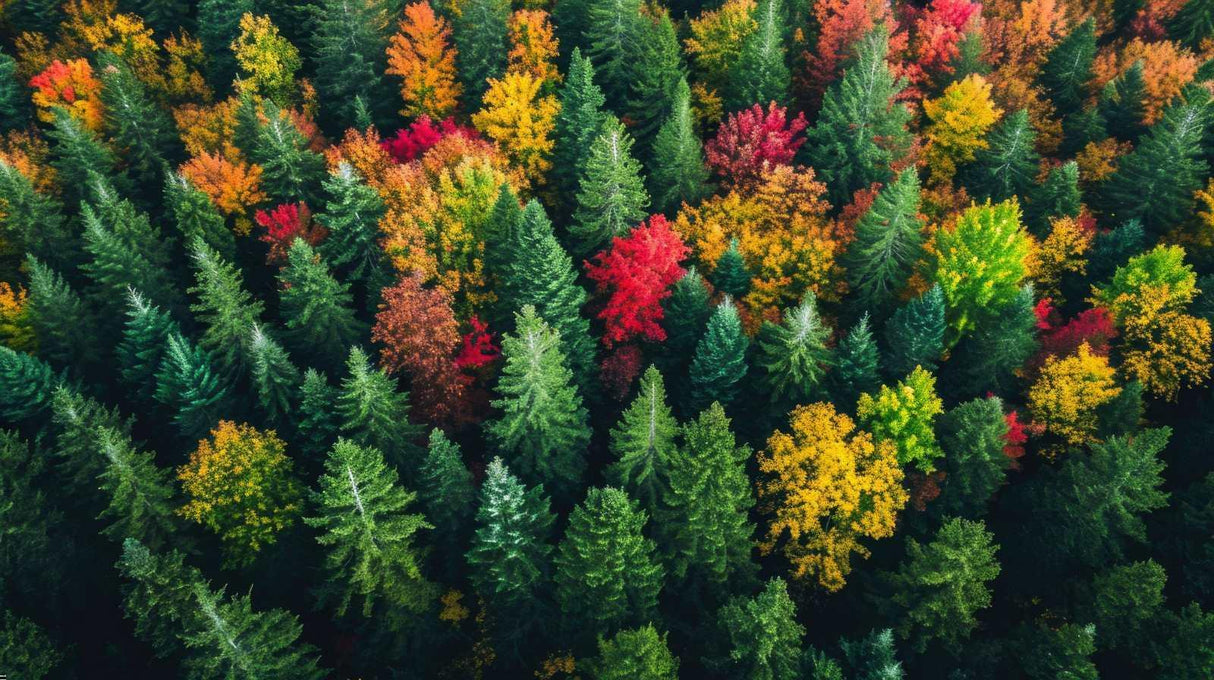 Forest aerial view design file showing detailed autumn canopy pattern with rich red and gold colors