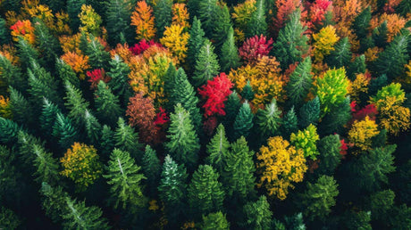 Forest aerial view design file showing detailed autumn canopy pattern with rich red and gold colors