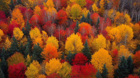 Forest Mural Wallpaper design file showing detailed autumn foliage pattern in vibrant red and gold